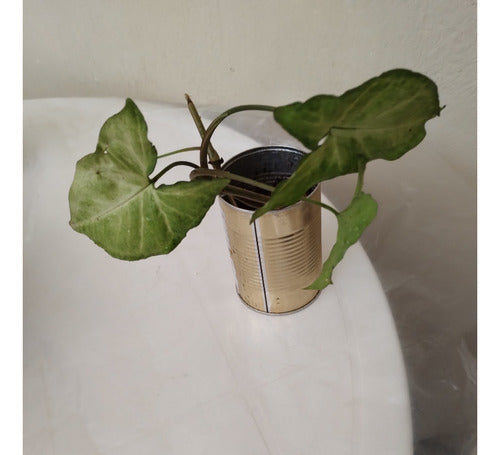 Plantas Syngonium Podophyllum - 30 Cm 4