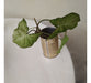 Plantas Syngonium Podophyllum - 30 Cm 4