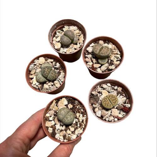 Lithops Planta Piedra N° 6 Suculentas Colección 0