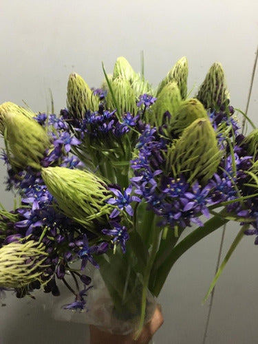 Regalos Vivos Bulbos De Scilla Peruviana Azul (Flor De La Corona) X1 Bulbo 1