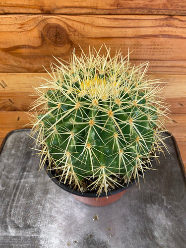 Planta De Cactus Grusonni Asiento Suegra Exterior 3