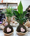 Kokedama - Many Varieties - Interior Plant Decoration 2