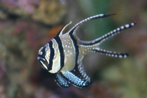 Oceanlife Pez Marino - Pterapogon Kauderni - Cardenal De Banggai 0