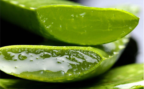 Hierbas de San Pedro Organic Aloe Vera Leaves for Cosmetic or Medicinal Use x 3 1