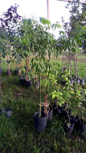 TROPICA Palo Borracho Rosado ! Ceiba Speciosa (Chorisia Speciosa) 7