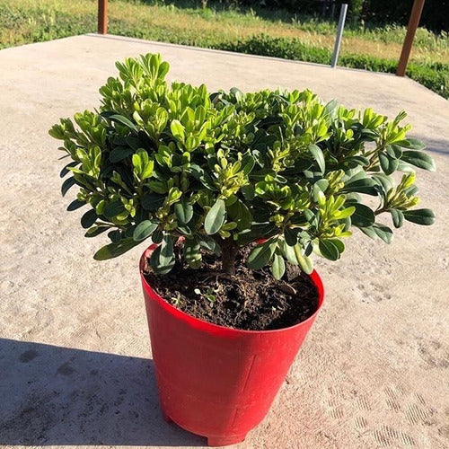 Planta Arbusto De Azarero Compacto Pittosporum 1