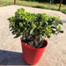 Planta Arbusto De Azarero Compacto Pittosporum 1