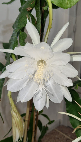 Augusbru Planta Dama De Noche (Epiphyllum) Maceta N*14//Colgante N*18 1