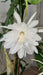 Augusbru Planta Dama De Noche (Epiphyllum) Maceta N*14//Colgante N*18 1