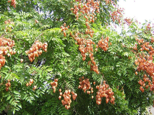 Jabonero De La India (koelreuteria Paniculata ) 4