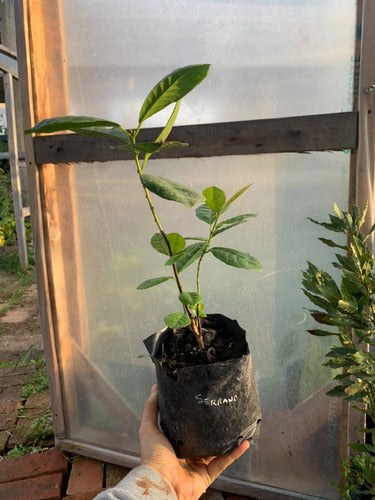 La Huertina Garden: Arazá Serrano - Rare Guava Variety! 1