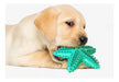 Starfish-Shaped Dental Toy for Dogs 0