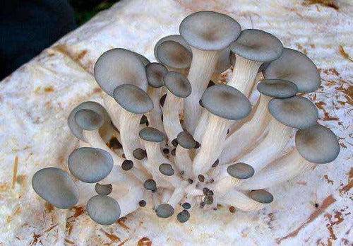 Semillas De Hongo Pleurotus 500 Gr. Cultive Hongos En Casa 0