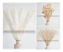 100 Natural Dried Pampas Grass Decor Set 43cm 3