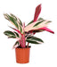 Planta De Calathea Stromanthe Rosa Deco Interior 0