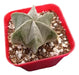 Tierra de Plantas Cactus Planta Astrophytum Grandecito 0