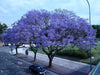 Vivero Simón Jacaranda Plants 1.2 Mts 4