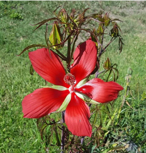 Hibiscus Coccineus 1