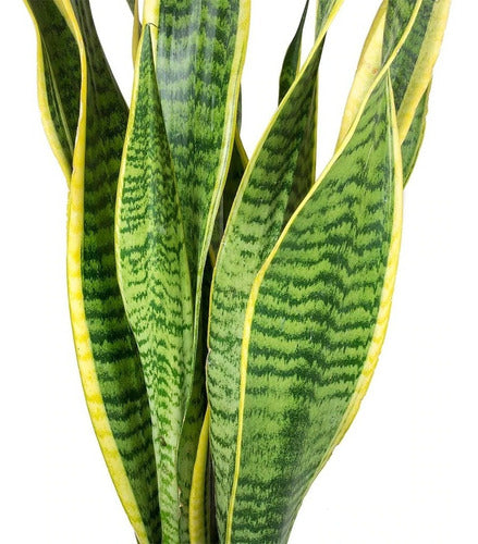 TROPICA VIVERO ONLINE Sansevieria, Cuero De Víbora, Espada De San Jorge 0