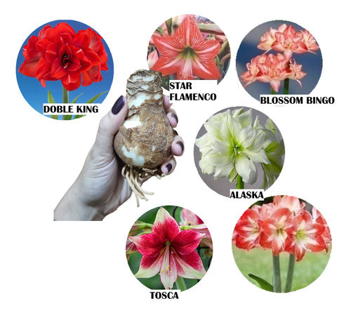 Holland Amaryllis Simples Exotico Novedad Gigante X 1 Bulbos-semilla 1