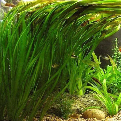 Assorted Giant Vallisneria Offer from Aquatic World 2