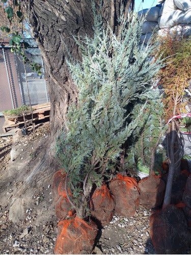 Blue Arrow Juniper, Juniperus Scopulorum Blue, 20 Liters 6