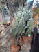 Blue Arrow Juniper, Juniperus Scopulorum Blue, 20 Liters 6