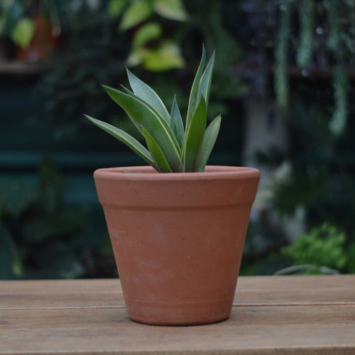 Planta Crasa Agave Desmetiana Variegata 2