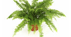 Ferti Fertilizer Liquid for All Types of Ferns 1