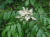 Fresno De Adorno, De Flor ( Fraxinus Ornus ) Árboles 4