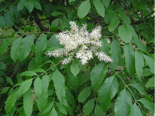 Fresno De Adorno, De Flor ( Fraxinus Ornus ) Árboles 4