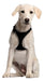 PetSafe 2 X 18 to 30 Inches Adjustable Dog Cat Vehicle Safety Harness Leash 0