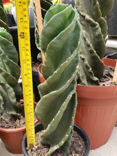 Cactus Espiralado 1