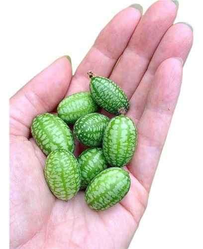 Semillas Cucamelon Sandía Ratón - Kit Siembra Inc - Envíos 0