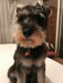 Arbol Divine Schnauzer Pet Medal 1