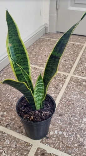 Augusbru Planta Sansevieria - Espada De San Jorge - Combo M12 1