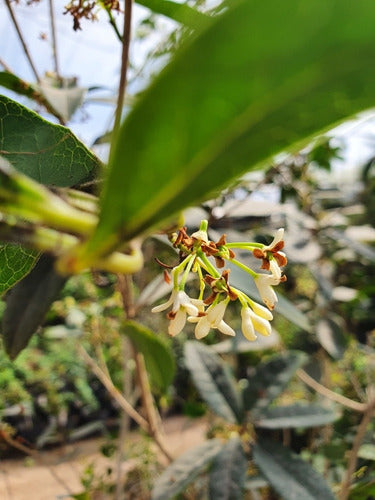 Olea Fragans, Flores Blancas Fragancia Exquisita! 6