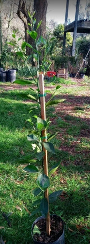 Naranja Sanguínea. Cultivar Tarocco Rosso 1