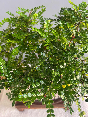 Bonsai Planta Osteomeles 15 Años Maceta Esmaltada N3 Frutos 1