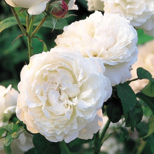 David Austin Winchester Cathedral Rose - La Plata 0