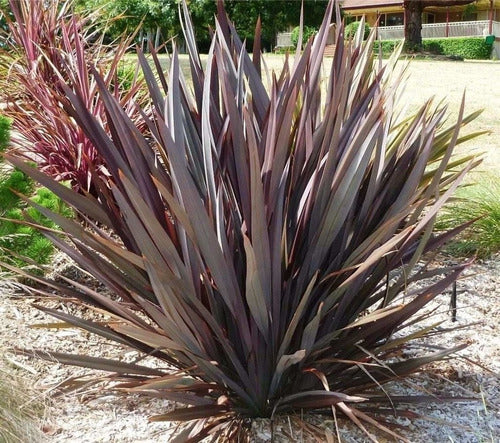 Plantas Phormiun Formio Mediano Rubra 10 Litros Oferta 1