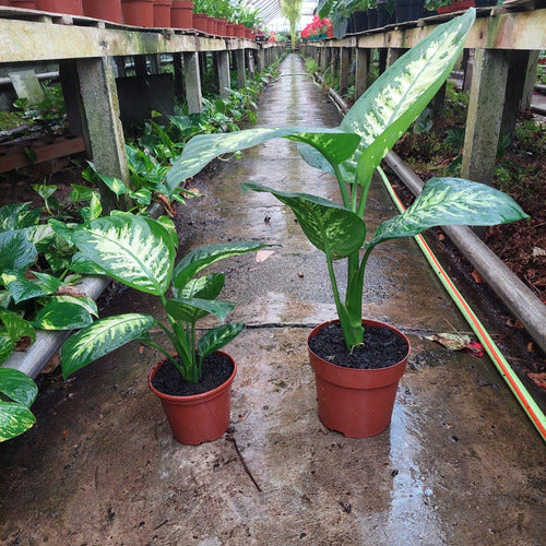 Dieffenbachia Tropic Snow P17 3