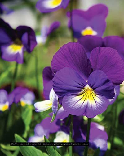 Book : Annuals, Perennials, And Bulbs 377 Flower Varieties.