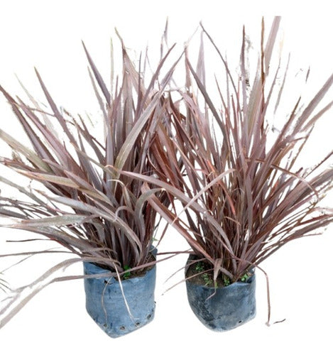 Plantas Phormiun Formio Mediano Rubra 10 Litros Oferta 0