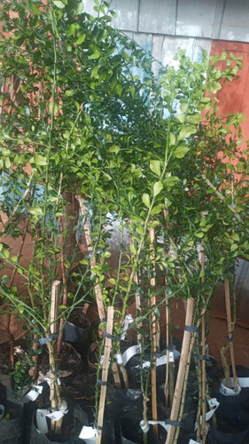 La Huertina Garden: Citrus Caviar Plant - Finger Lime - Grafted 2