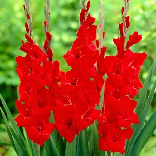 Agroparque Gladiolus Bulbs, Imported from Holland, Choose! X 10 4