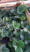 Plantas De Frutillas - 3 Plantas - H E R M O S A 5