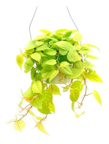 Hanging Cordatum Lemon Plant in Potus Deco for Indoor Decor 0