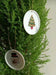 Christmas Ornaments Set x12u, 6 Units per Pack 8