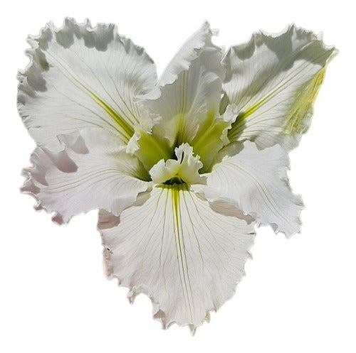 Iris Louisiana Dural White 0